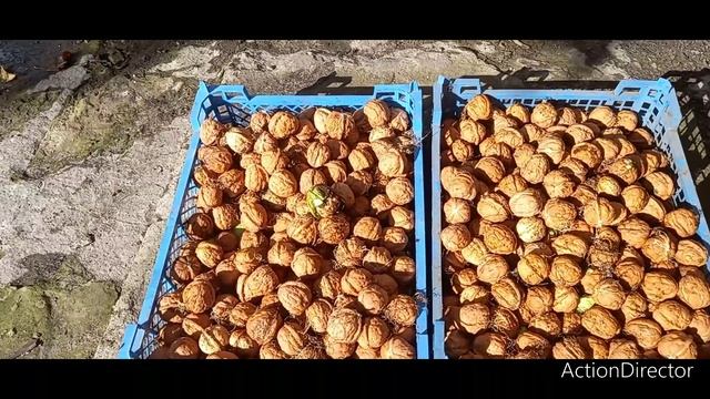 ГРЕЦКИЙ ОРЕХ, СОБИРАЕМ УРОЖАЙ 2022 ГОДА! смотреть онлайн