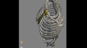 Скелет человека