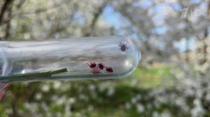 В российских регионах проснулись клещи