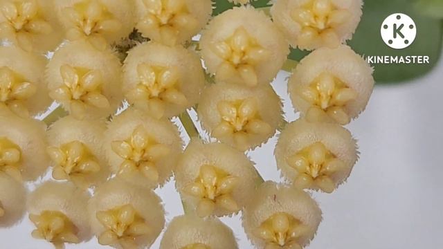 One of the Most Beautiful Hoya Flower - Hoya Sunrise смотреть онлайн