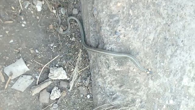 Zmeya lortu смотреть онлайн