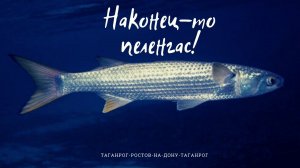 Ловля пеленгаса в Ростове-на-Дону 2020. Пляж Аврал.