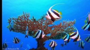 РЕЛАКС•ВОЛНЫ•МОРЕ•МОРСКОЙ МИР!!!!