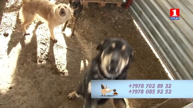 Рукавичка 27.02.2016