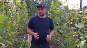 Цветение и опыление винограда!