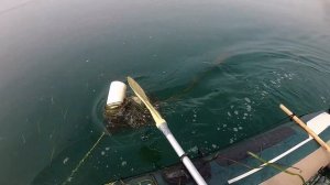 КРАБОЛОВКИ ТРЕЩАТ ПО ШВАМ !!  МОРСКОЙ ДЕЛИКАТЕС. КРАБЫ ТИХОГО ОКЕАНА В США. КРАБАЛКА ТРУДОВАЯ.