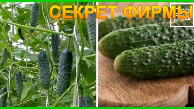 ЛУЧШИЕ СОРТА ОГУРЦОВ ОТКРЫТОГО ГРУНТА смотреть онлайн