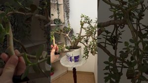 Как обрезать толстянку