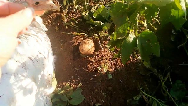 Индюки на свободном выгуле. смотреть онлайн