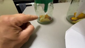 Мошки дрозда филы ловушка для них в домашних условиях способ 100%