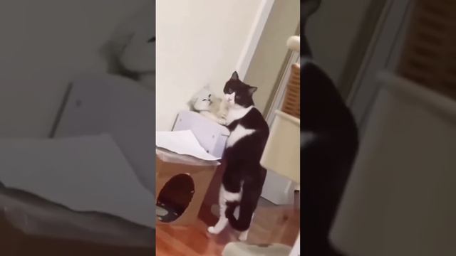 БО ЯК КЕЛИНИ ДИГАРА ҚАПИДАН смотреть онлайн