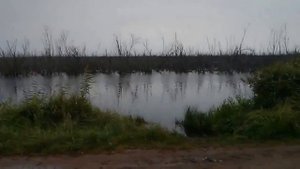 Ловля карасей на болоте за деревней Паша