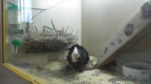 МОРСКАЯ СВИНКА СВИСТИТ