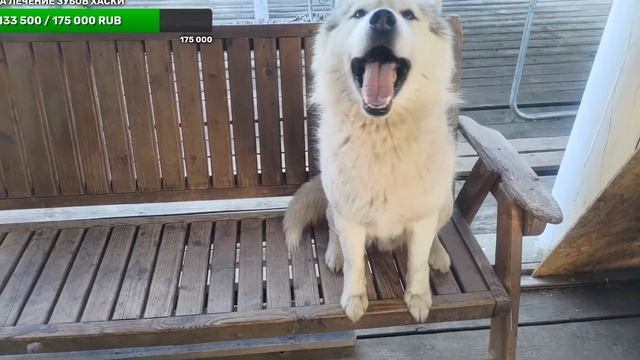 отмечаем с хаски день пограничника смотреть онлайн