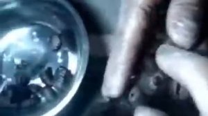 личинки овода! Beetles in the monkey