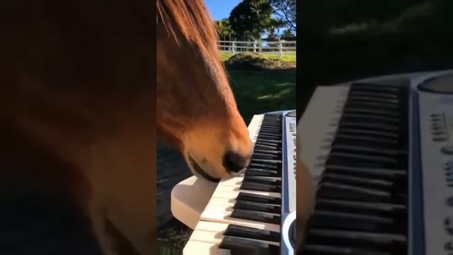 The horse 🐎 is a composer