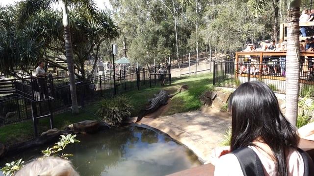 6 Meters Saltwater Crocodile (Crocodylus Porosus) - гребнистый крокодил