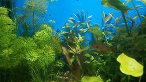 О некоторых "секретах" выращивания растений в аквариумах.