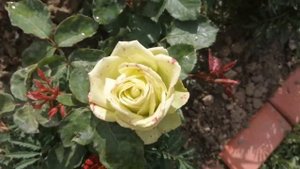 Чайно-гибридная роза "Жади".