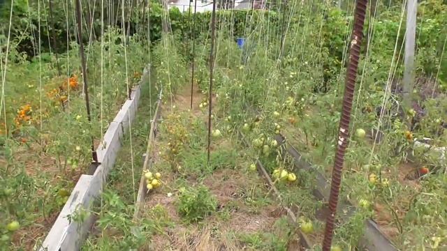 Киевская область 13 августа 2016г. Персик, томатная грядка, виноград " Тимур " смотреть онлайн