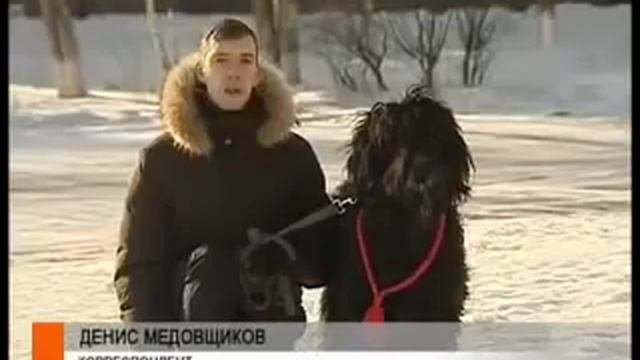 Список потенциально опасных пород собак может быть расширен