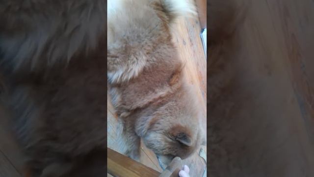 chow chow sings