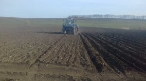 ПОСАДКА КАРТОШКИ ТРАКТОР МТЗ 82.1 С САЖАЛКОИ СН 4 Б