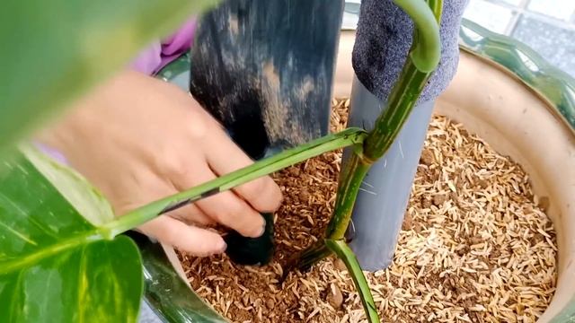 How to plant trees to clean the air and pollutants, beautify the living space смотреть онлайн