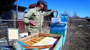 Щавелевая кислота и глицерин. Ставим полоски в улей. Профилактика варроатоза