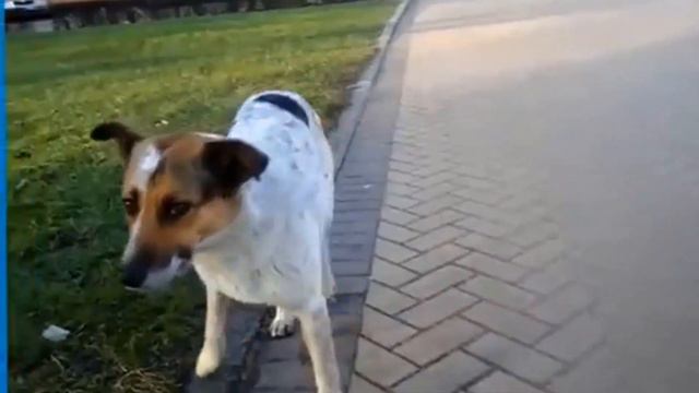 Собачья жизнь