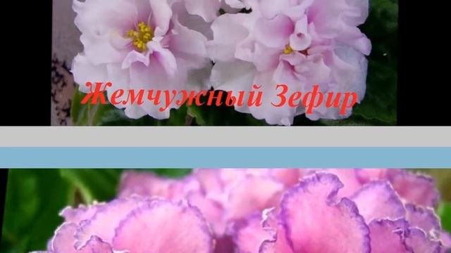 Сенполия-комнатный цветок Названия сортов фиалки и фото