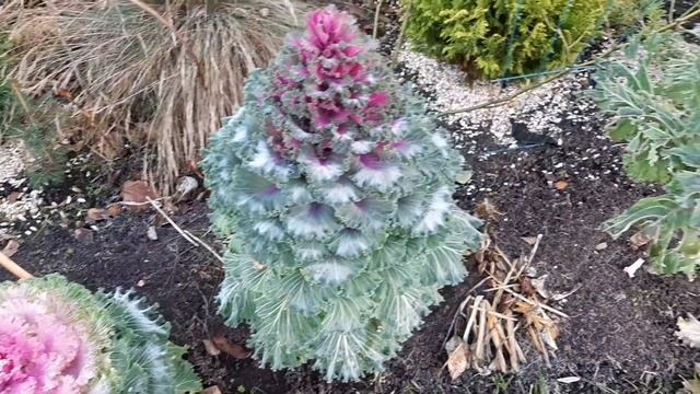 Дача.Ноябрь.Горшочек,вари!Садовые работы. смотреть онлайн