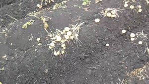 КОПАЕМ КАРТОФЕЛЬ ТЯЖЕЛЫМ МОТОБЛОКОМ