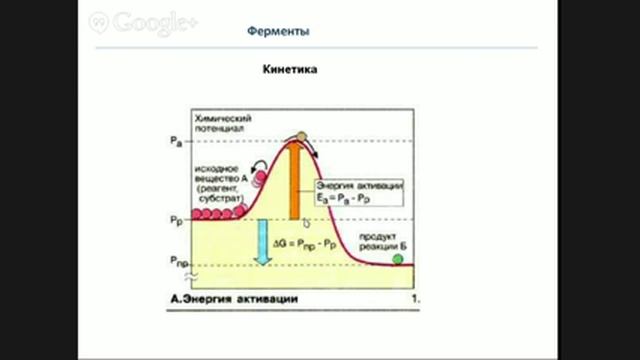 Кружок по биохимии. Младшая группа. занятие 7. Ферменты Часть 2. смотреть онлайн