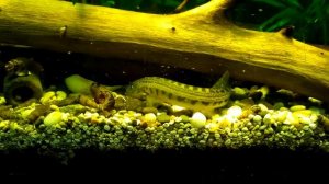 Щиповка обыкновенная (Cobitis taenia L ) в аквариуме. Собирает корм.