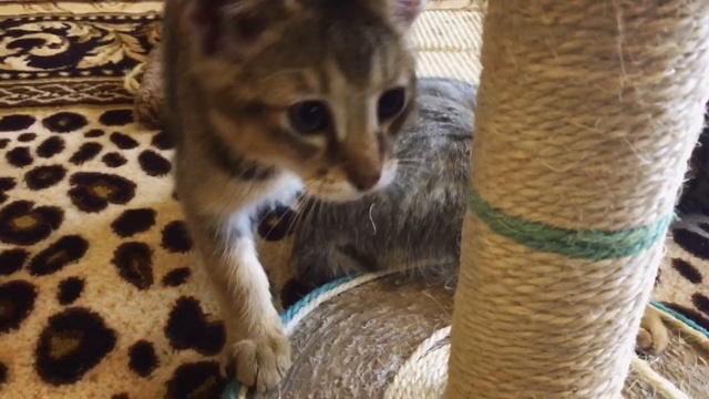 Котята Чаузи F1, Питомник SoulCats. смотреть онлайн