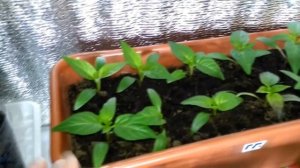 Обзор рассады под ФИТОЛАМПОЙ и без через 10 дней.