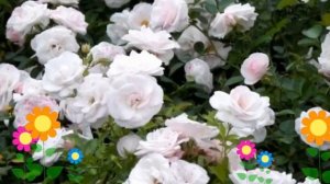 Роза флорибунда Аспирин (Aspirin Rose). Краткий обзор, описание характеристик, где купить саженцы