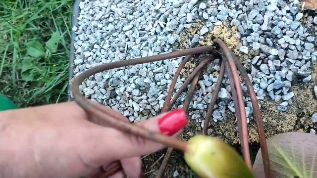 Пруд, водопад и мостик на участке своими руками. Лето 2022 смотреть онлайн