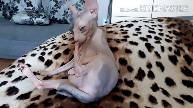 Донской сфинкс. Поведение после вязки смотреть онлайн