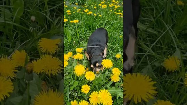 Той и вкусная свежая травка #toyterrier #русскийтой #весна #одуванчики