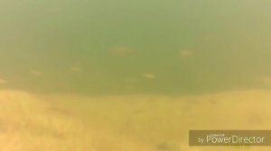 Подводная охота на линя(spearfishing) в Кобрине. Местный карьер.