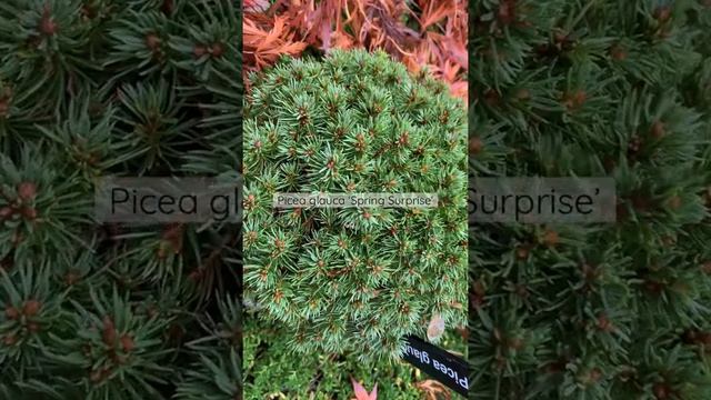 Picea glauca ‘Spring Surprise’ Miniature Alberta Spruce