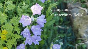 Early summer garden tour - tips on self seeding plants + what to do now for beautiful flowers later