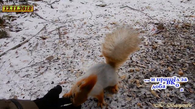 Белки в парке "Зелёный Остров". Яна и её сородичи... смотреть онлайн