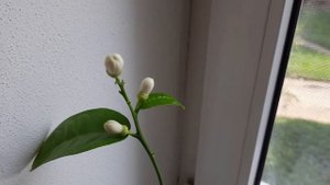 Лимон Киевский, первое цветение. Отличный сорт комнатного лимона для новичка