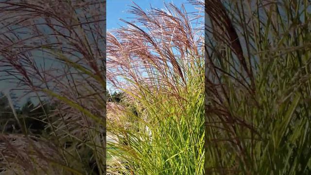 Decorative Tall Grasses