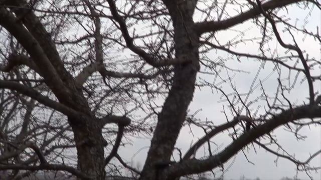 Обрезка яблони. Прореживание взрослой яблони.