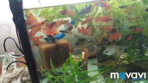 Корм для аквариумных рыб своими руками.