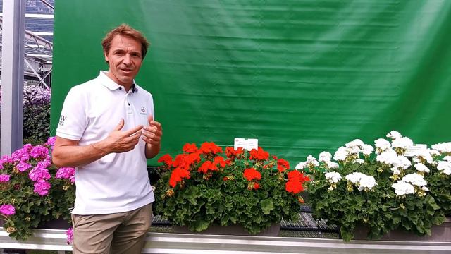 Pelargonium zonale: Dolomites Deep Red - DE смотреть онлайн